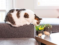 ABB - Small Ceramic Planter: Grey Cat On Legs